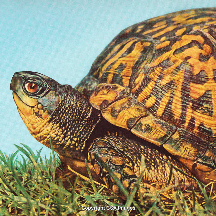 Close-Up of a Colorful Box Turtle Against a Blue Sky Outdoors