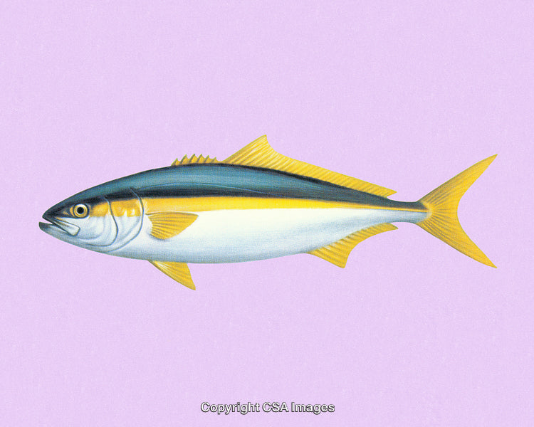 Illustration of a Vibrant Yellowtail Fish with a Pastel Purple Background