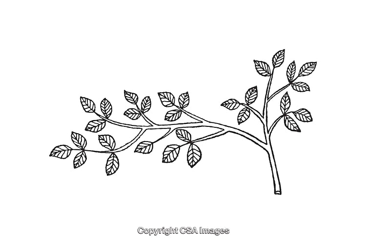 Black and White Line Art Drawing of a Branch with Leaves