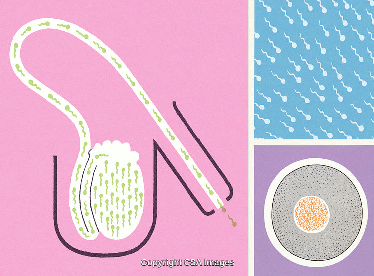 Colorful Illustrations Depicting Reproductive Health and Fertility Concepts
