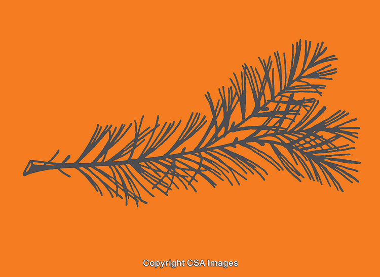 Minimalist Black Twig Illustration on Vibrant Orange Background