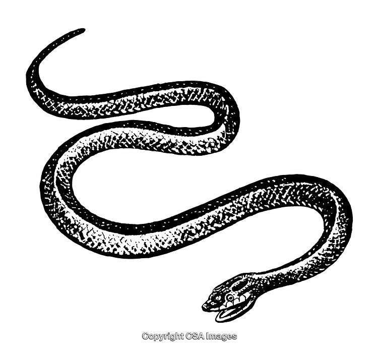 Detailed Black and White Engraving of a Coiling Snake