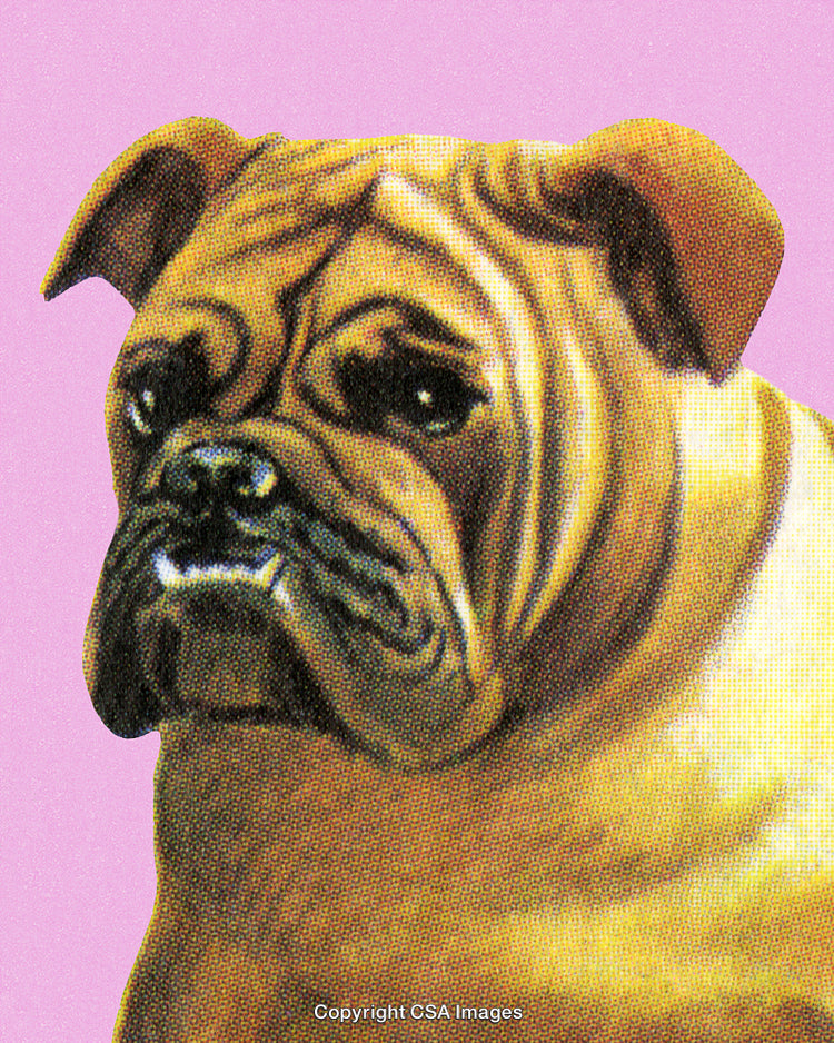Illustration of a Wrinkled Bulldog on a Bright Pink Background