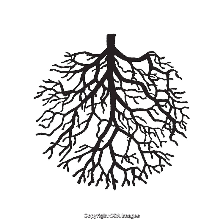 Intricate Black and White Tree Root Silhouette Illustration