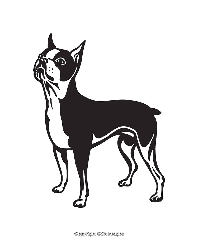 Black and White Line Illustration of a Standing Boston Terrier