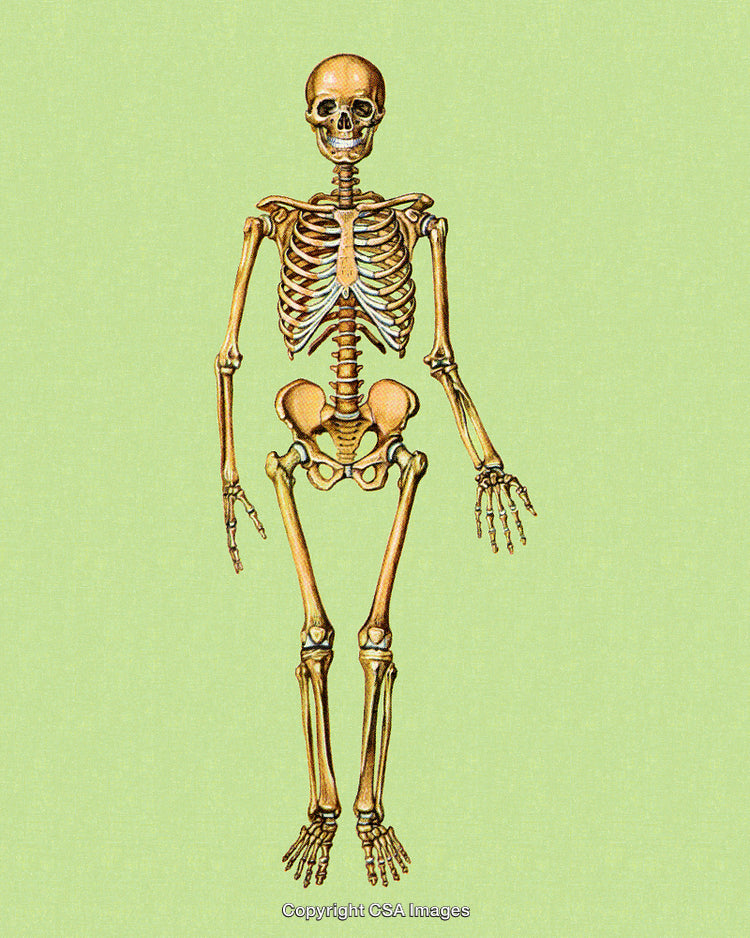 Detailed Illustration of Human Skeleton on Soft Green Background