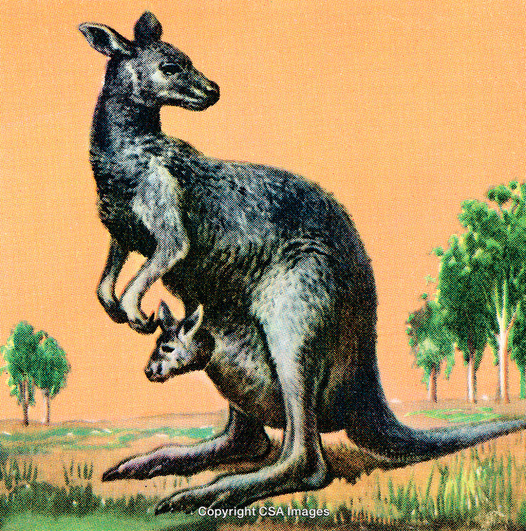Mother Kangaroo in Australian Wilderness Caring for Its Joey