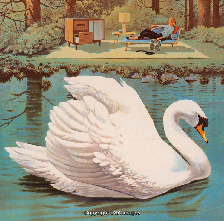 Elegant White Swan in a Serene Pond with Retro Interior Scene Reflection