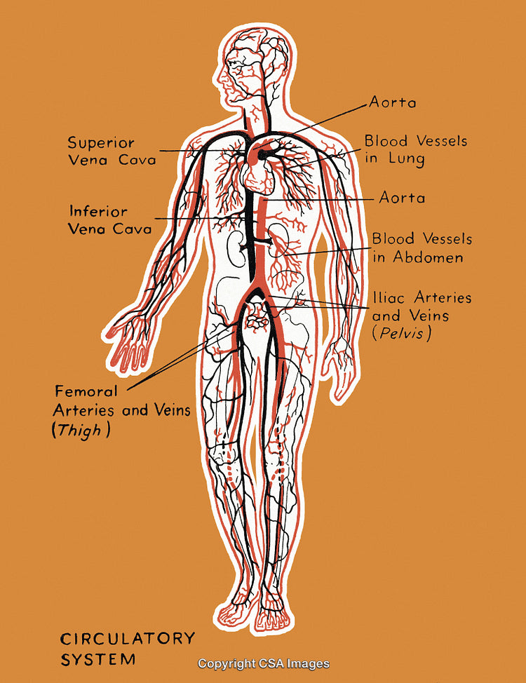 Human Circulatory System