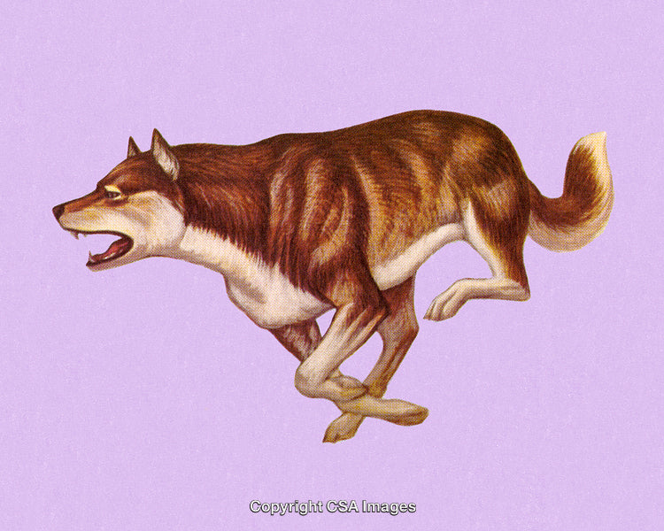 Illustration of a Threatening Wolf Running on a Lavender Background