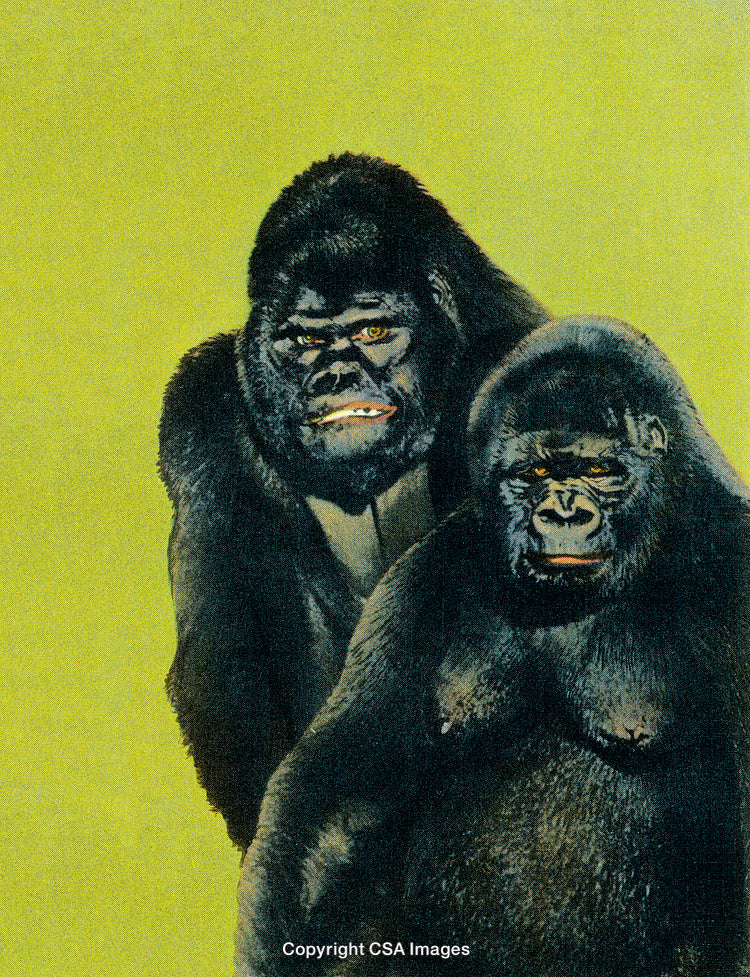 Two Gorillas Posed Together Against A Bright Yellow Background