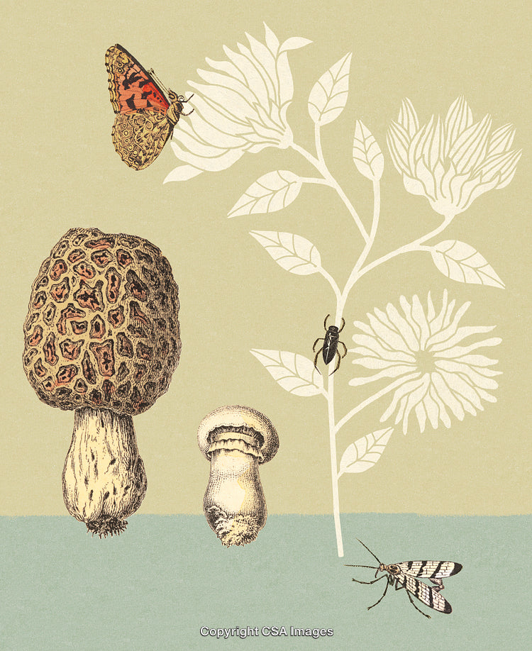 Botanical and Entomological Illustration with Mushrooms, Insects, and Flowers