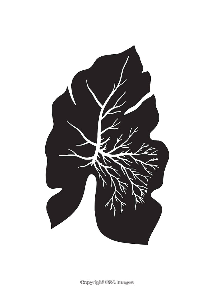 Black and White Line Art of Leaf with Branch Patterns