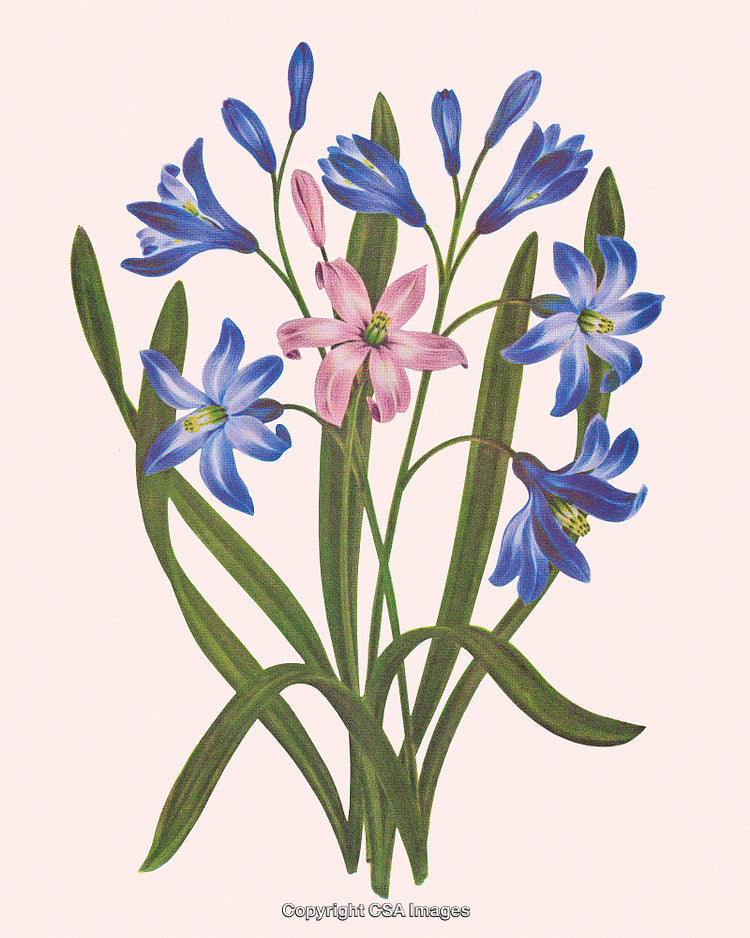 Delicate Botanical Illustration of Blue and Pink Flowers with Green Leaves