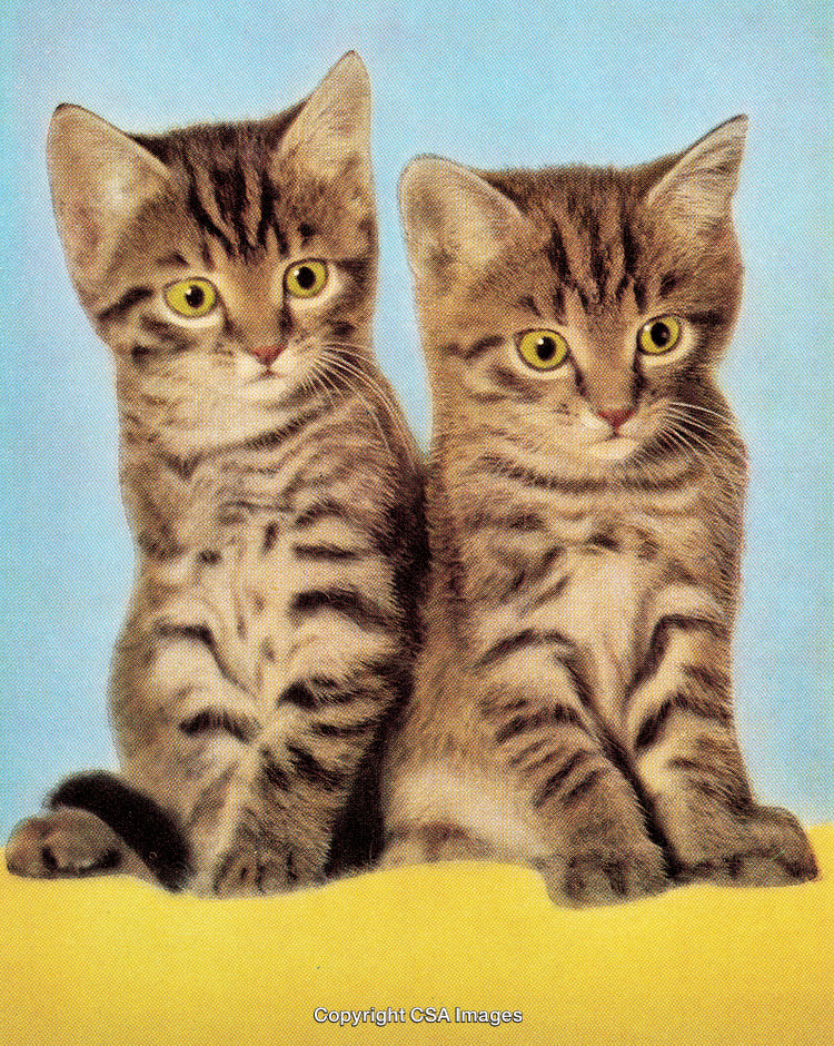 Adorable Twin Tabby Kittens Posed Against a Bright Blue Background