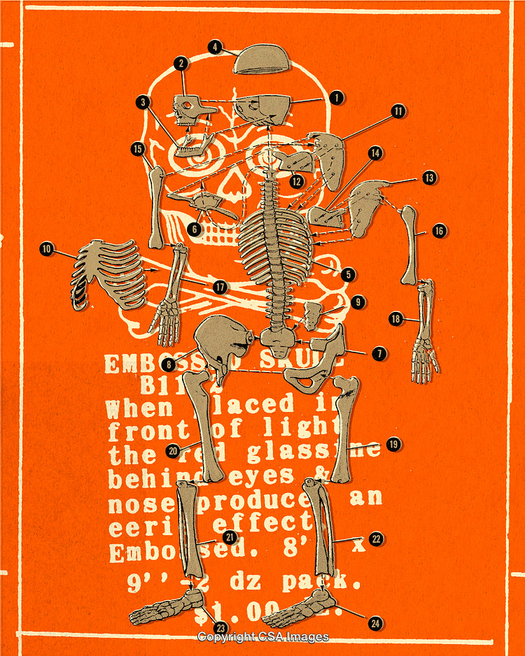 Annotated Human Skeleton Diagram on Orange Background with Skeletal Labeling