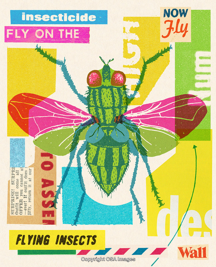 Colorful Collage Illustration of a Fly in a Vibrant Retro Pop Art Style