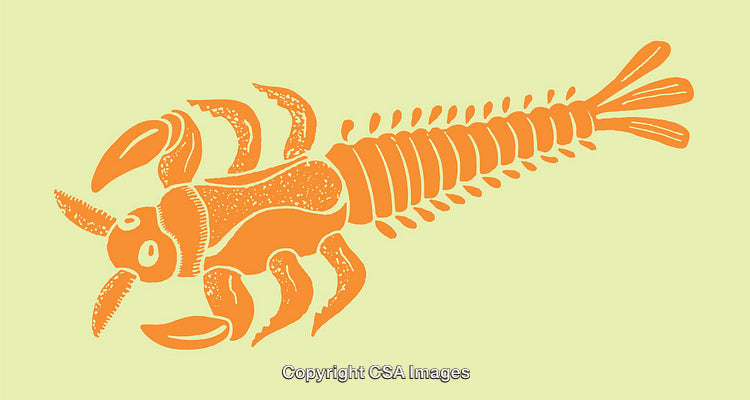 Bright Orange Line Art Illustration of an Ancient Sea Creature Design
