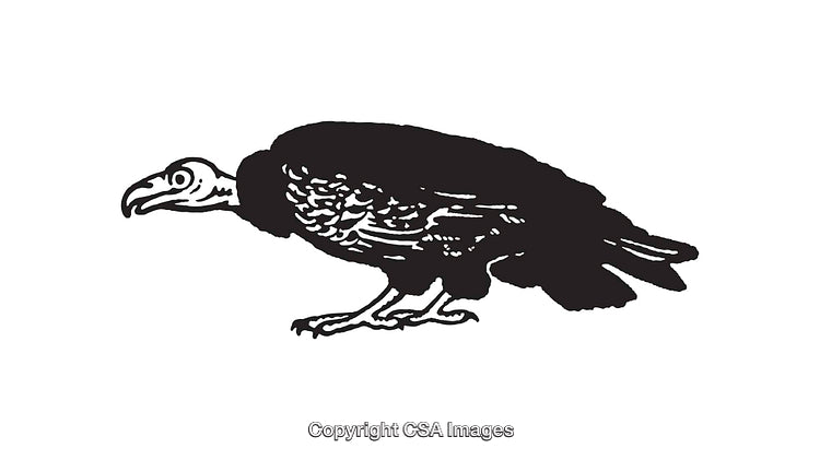 Black and White Illustration of a Vulture Standing in Profile View