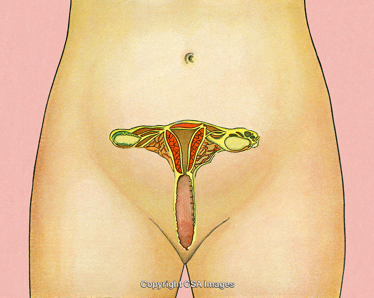 Illustrated Anatomy of the Female Reproductive System with Cross-Section View