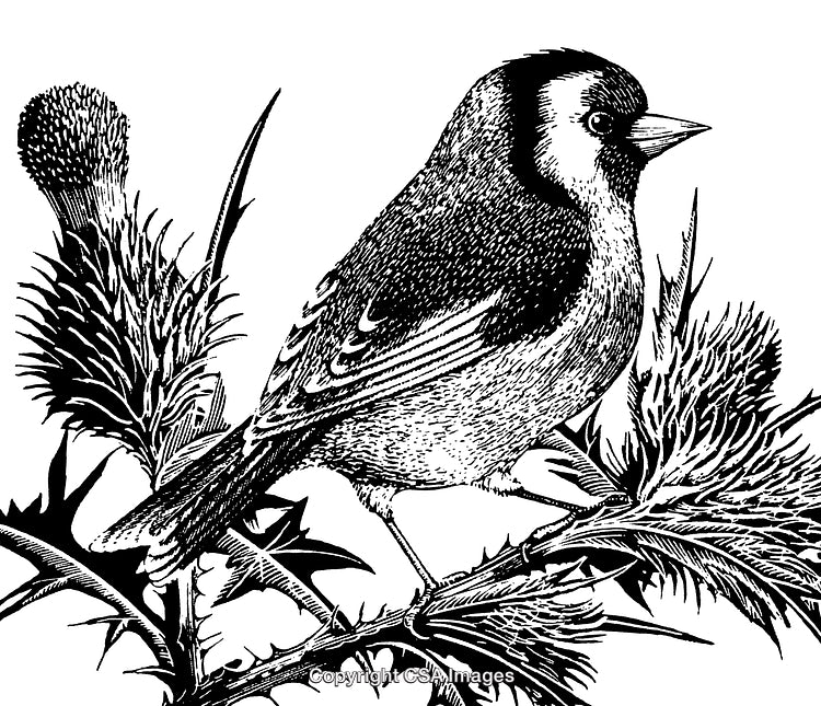Intricate Black and White Engraving of a Bird on a Thistle