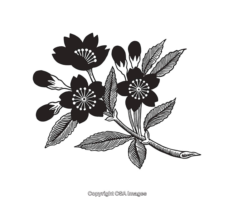Elegant Black and White Line Art Illustration of Floral Design