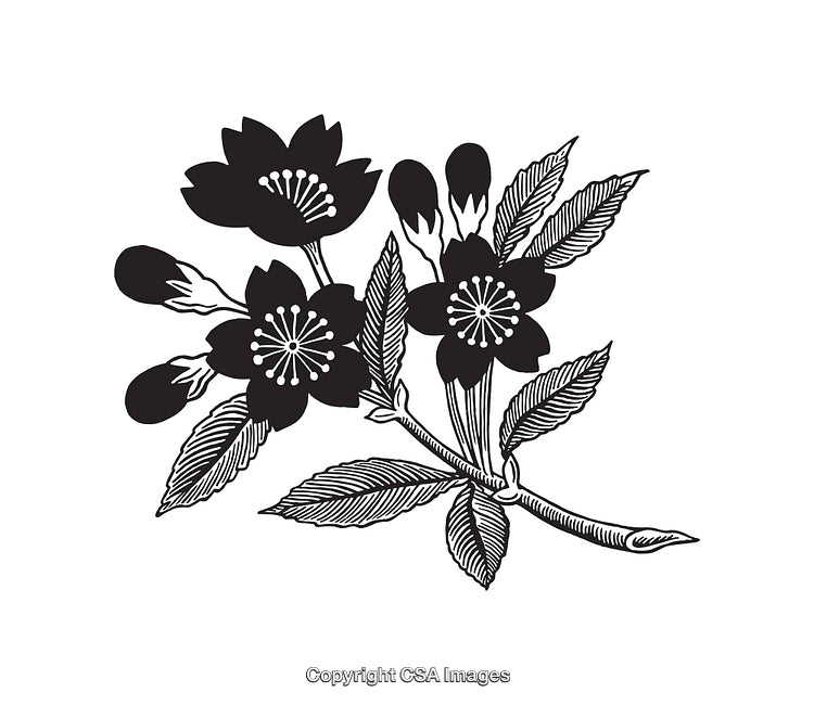 Elegant Black and White Line Art Illustration of Floral Design