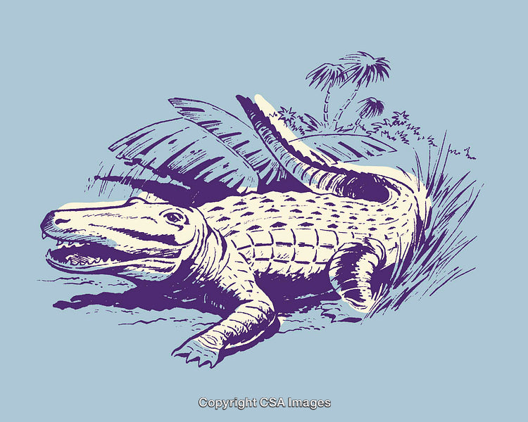 Colorful Line Art Illustration of an Alligator in a Natural Habitat