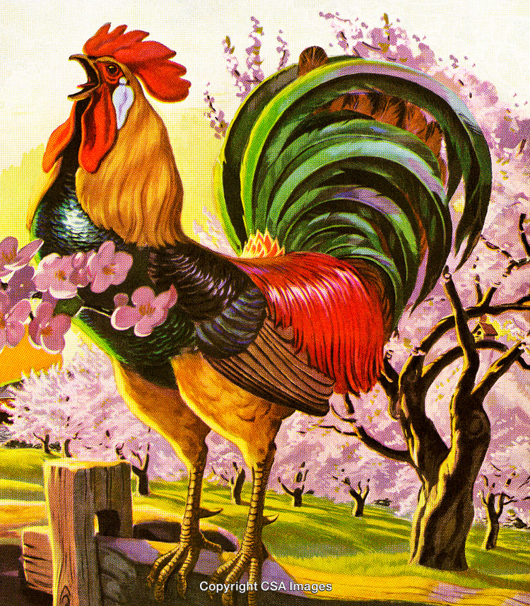Colorful Rooster Crowing in a Vibrant Spring Orchard Setting