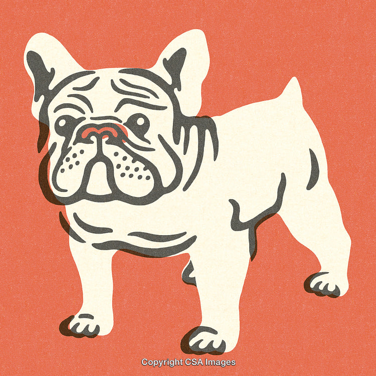 Stylized Illustration of a Bulldog in Retro Colors and Bold Graphic Lines