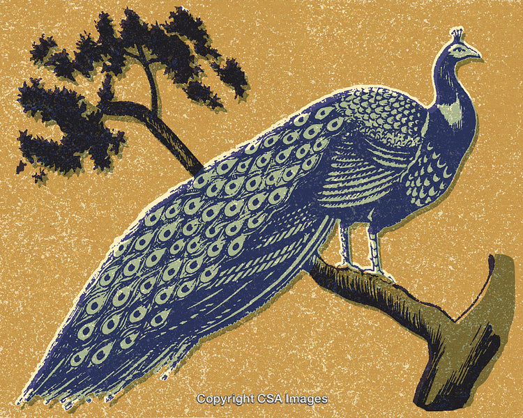 Vintage Style Peacock on Tree Branch Artwork with Nature Background