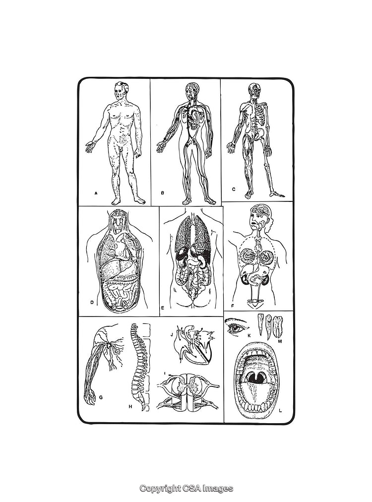 Detailed Black and White Anatomy Diagrams Featuring Human Body Systems