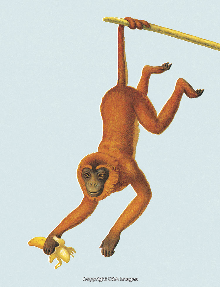 Monkey Hanging From Branch and Grasping a Banana