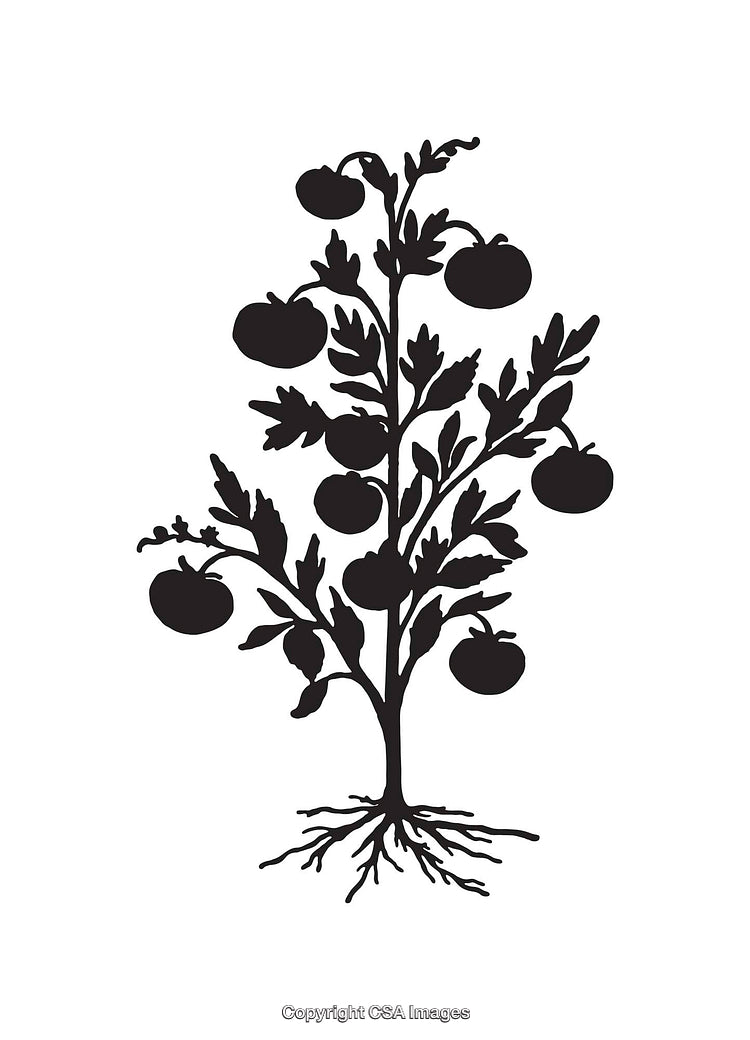 Silhouette Illustration of a Tomato Plant with Detailed Roots and Leaves