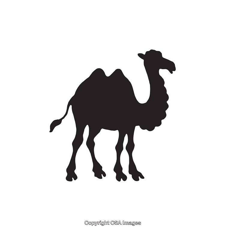 Black Silhouette of a Camel with Two Humps Facing Right