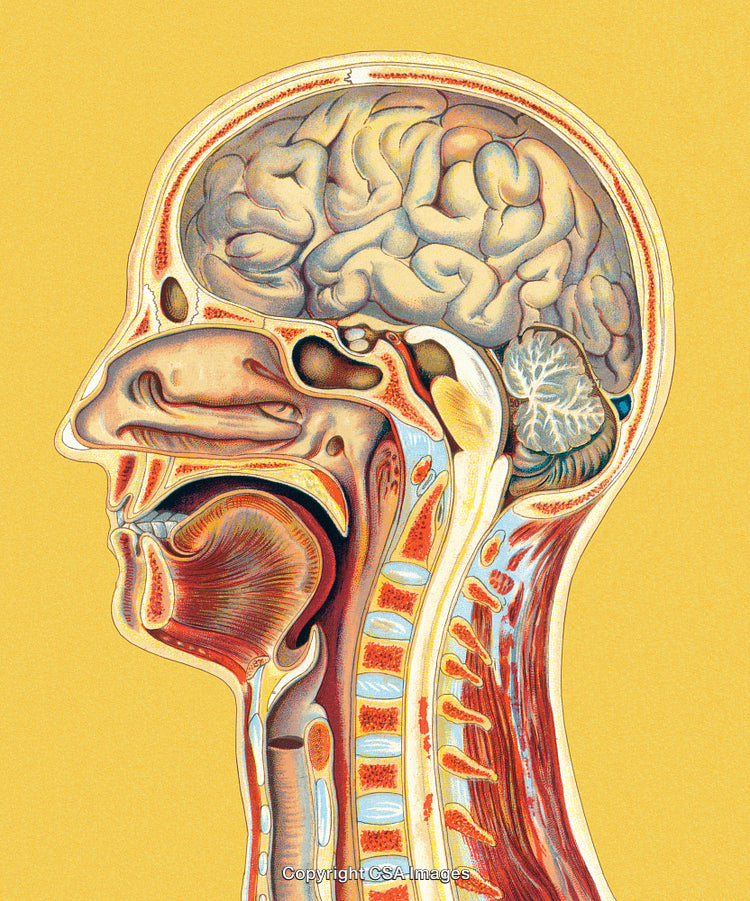 Anatomical Cross-Section of Human Head and Neck in Detailed Illustration