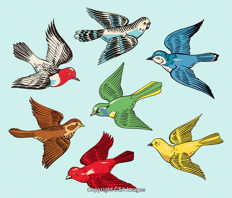 Colorful Illustrations of Various Birds in Flight on a Light Background