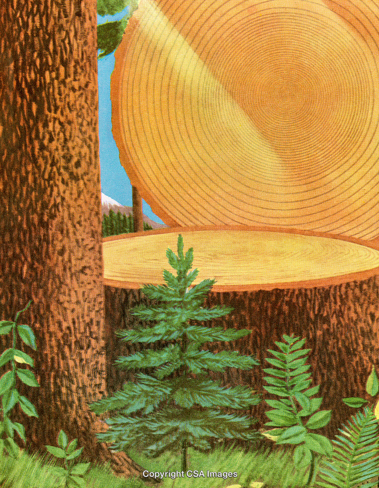 Illustration of a Tree Cross-Section Surrounded by Forest Foliage in Nature