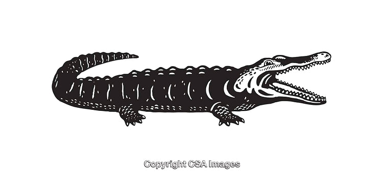 Black and White Illustration of an Alligator with Open Mouth