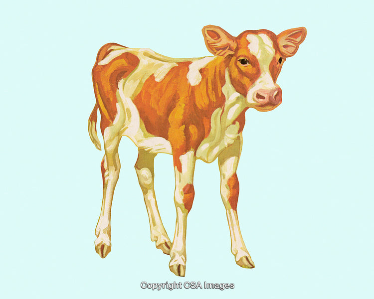 Illustration Of A Calf Standing On A Light Blue Background