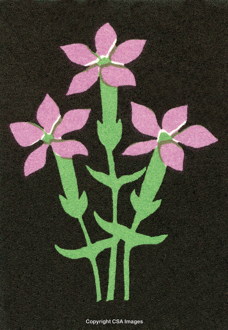 Artistic Illustration of Purple Flowers on Black Background