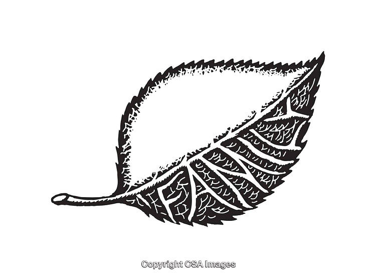 Intricate Black And White Line Art Illustration of a Textured Leaf