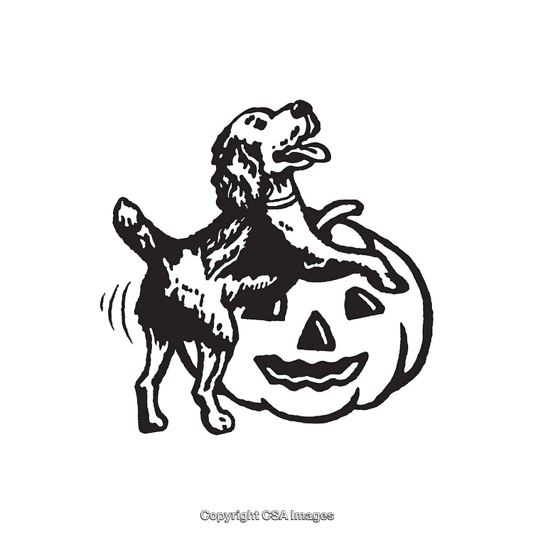 Playful Dog Wagging Tail Next to a Carved Halloween Pumpkin