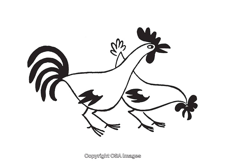 Monochrome Line Art Illustrations of Two Roosters in a Dynamic Pose