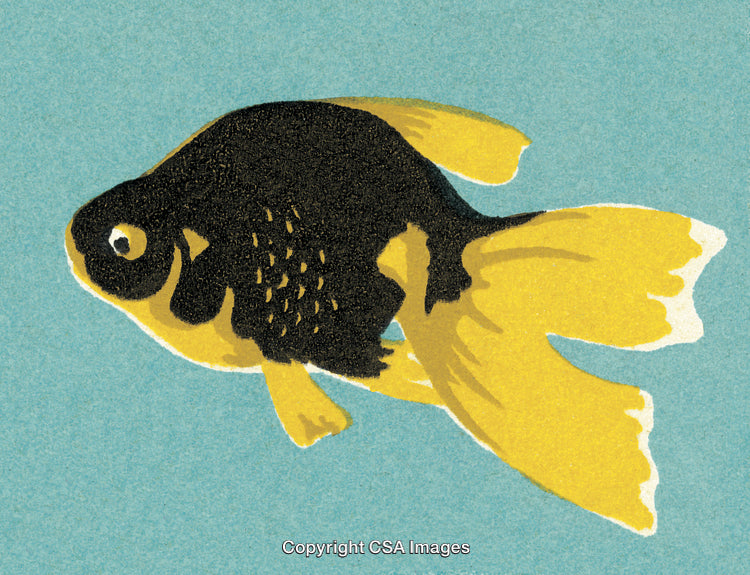 Elegant Black and Yellow Goldfish Displayed Against a Vibrant Blue Background