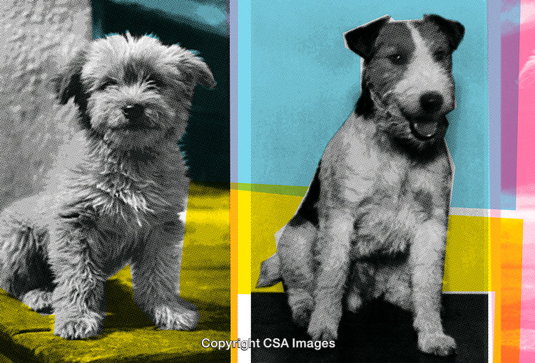 Vintage Dog Portraits with Color Pop Modern Art Fusion