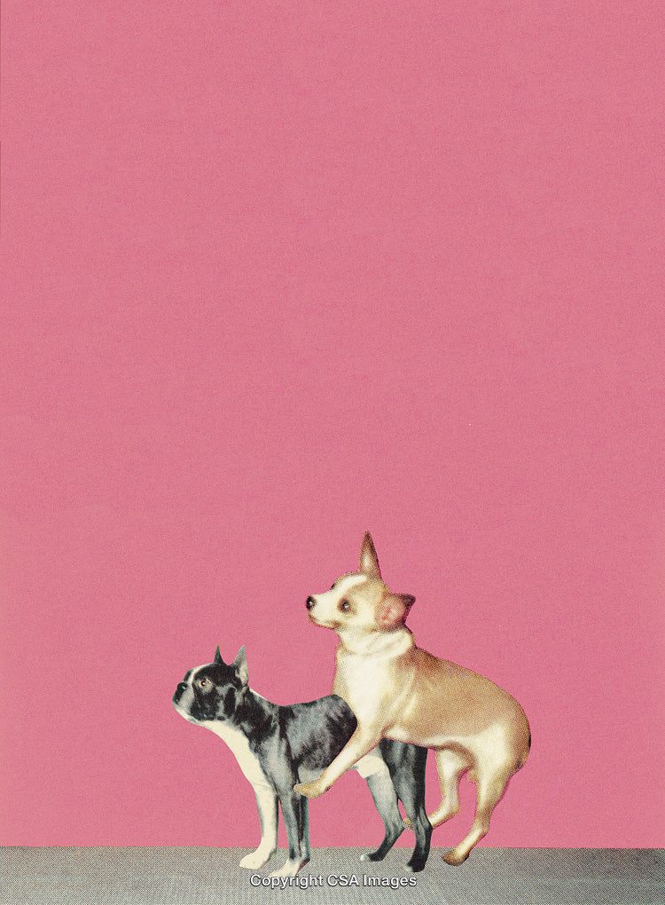 Two Dogs Standing on Pink Background with Artistic Screen Texture