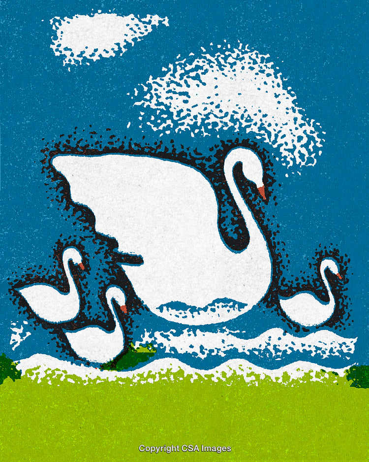 Elegant Swans Swimming Gracefully in a Serene Natural Landscape