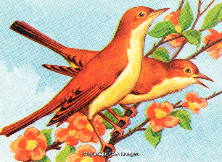 Two Birds Perched on Branch with Vibrant Blossoms and Bright Sky Background