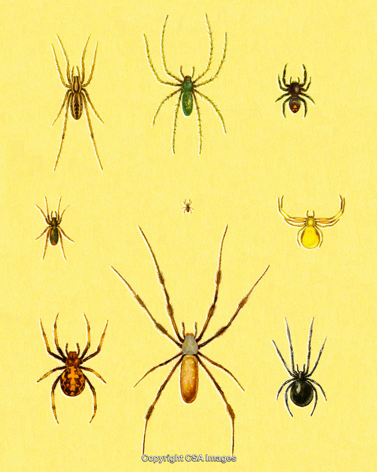 Collection of Various Spider Illustrations on Yellow Background